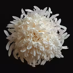 a close up of the center of a white flower