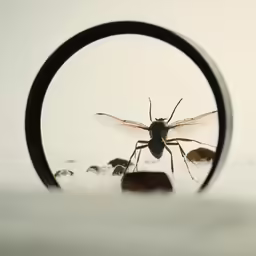 a mosquito in front of a magnifying glass