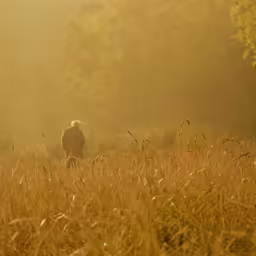 an old man standing in the middle of a grassy field