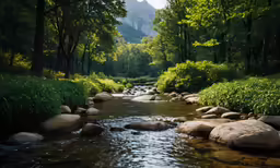 stream in the forest with rocks running through it