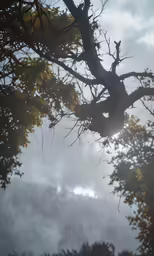 an umbrella that is attached to a tree