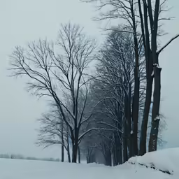 a narrow dirt road in a snowy area