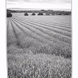 the long distance view shows a field of crops