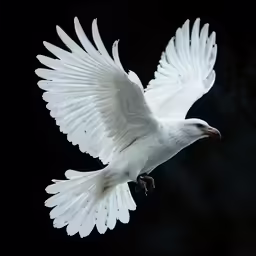 a white bird with outstretched wings on the sky
