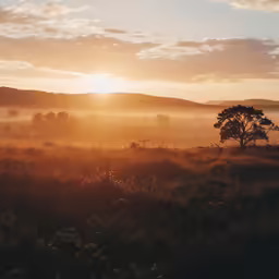 a tree sitting on top of a lush green field