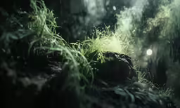 an image of green vegetation on a sunny day