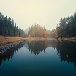 a lake in the woods with no water