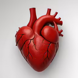 a human heart with a vein through the middle