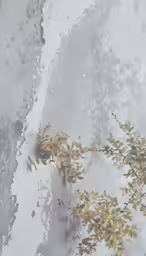 leaves and branches reflected in water on ice