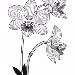 the flowers are blooming in a black and white photo,an orchid with big flowers is shown in black and white,two flowers are shown with leaves on the stem,an orchid with its flowers on the stem,three large orchid flowers in black and white