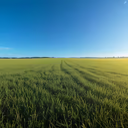 a big field that has some grass on it