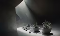 a group of potted plants are on display against a black background