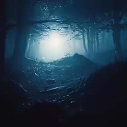 this is an image of a forest at night