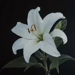 white flower with a leaf on a black background