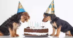 two small dogs looking at a cake with candles