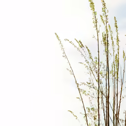 a single bird perched in a tree during the day