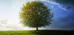 a tree is on the top of a hill,an image of a green field with tree and clouds