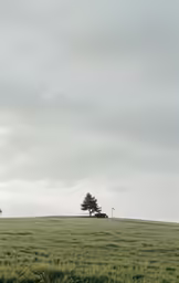 lone tree in an open green field under a cloudy sky