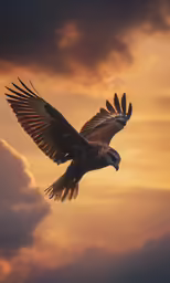 a bald eagle soars over the cloudy sky