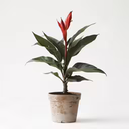 a red flower in a white pot with green plants