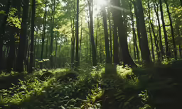 the sun shines through tall trees and green plants