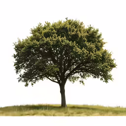 a tree with many green leaves on it