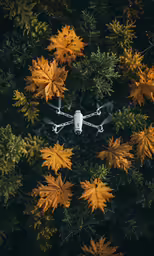 aerial shot of a tree with a camera