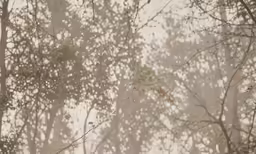 a bunch of trees that are in the woods