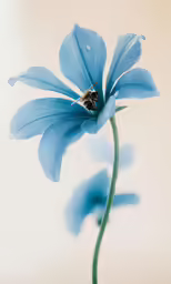 an image of a flower with water droplets on it