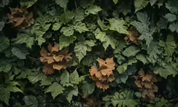 a cluster of green leaves on top of a plant