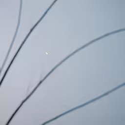 the view looking up at a tree branch with an object on it