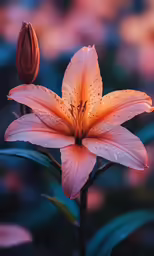 close up of a pink flower with water droplets on it