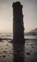 the remains of a broken tree on a beach
