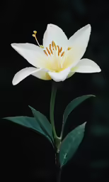 a flower with a yellow center in a black background