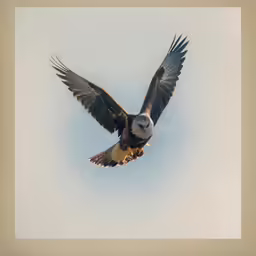 an eagle flying in the sky with spread wings