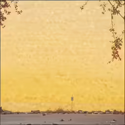 a street sign sits under a tree as the sun goes down