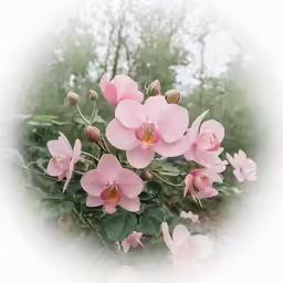 pink flowers growing on green leaves in the forest