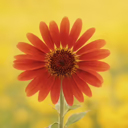 a large bright red flower against a yellow background