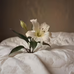 a white flower is sitting on a bed