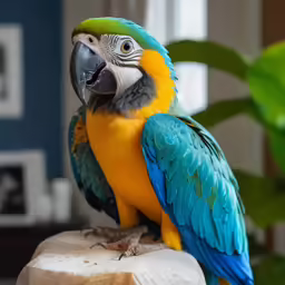 a colorful bird is perched on a wood post