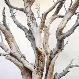 the bare tree is standing in the snow