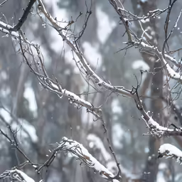 a bird perched in a snowy tree branch