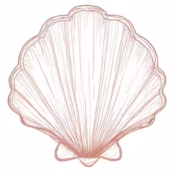 an ink drawing of a shell