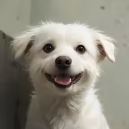 a white dog with its mouth open while smiling