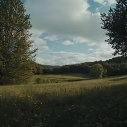 a field with lots of grass and some trees