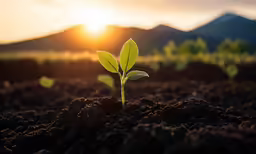 a sprout is in the middle of a rocky field with mountains in the distance