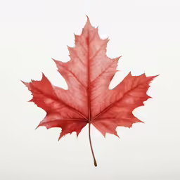 a leaf on the white wall and floor