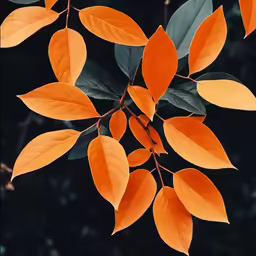 orange leaf pattern with dark background