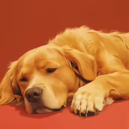 the golden retriever looks tired while resting its head on the surface
