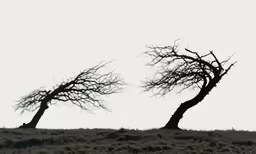 two trees are shown with no leaves in the silhouette